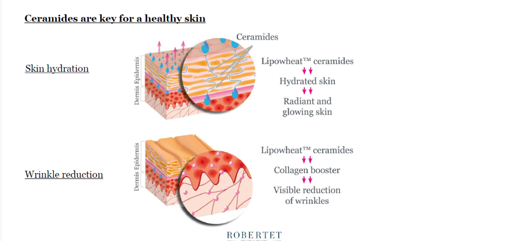 ceramides are key for healthy skin